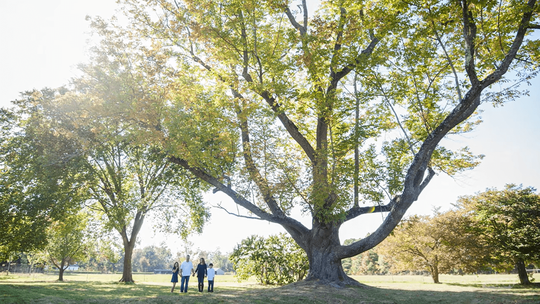 Large Green Ash tree in park with family walking under it