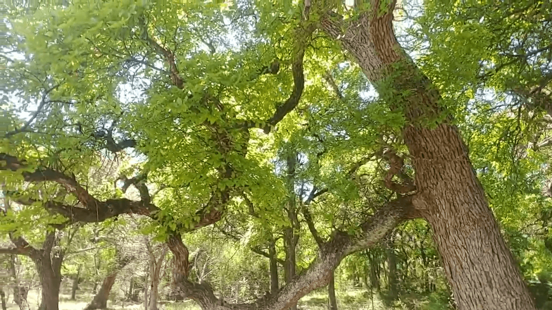 Cedar Elm tree one of the trees native to south central Texas