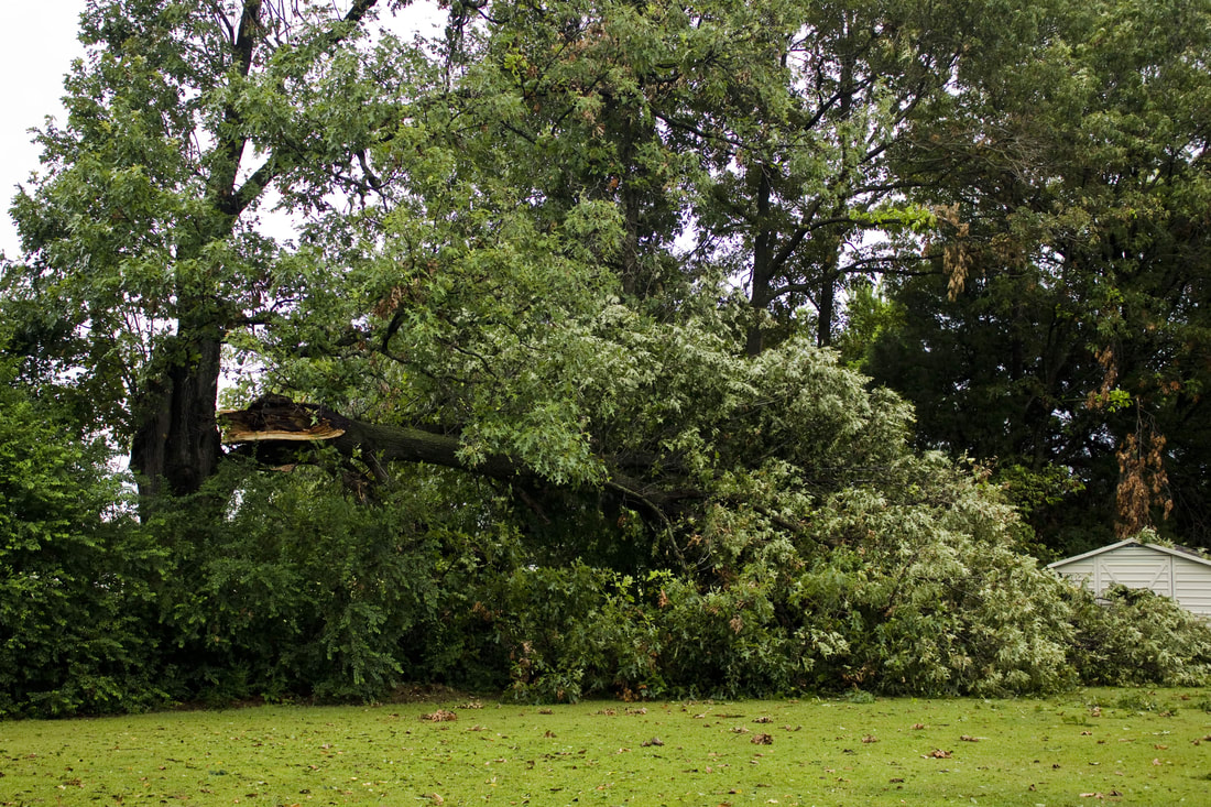 Tree with very large branch broken off by storm