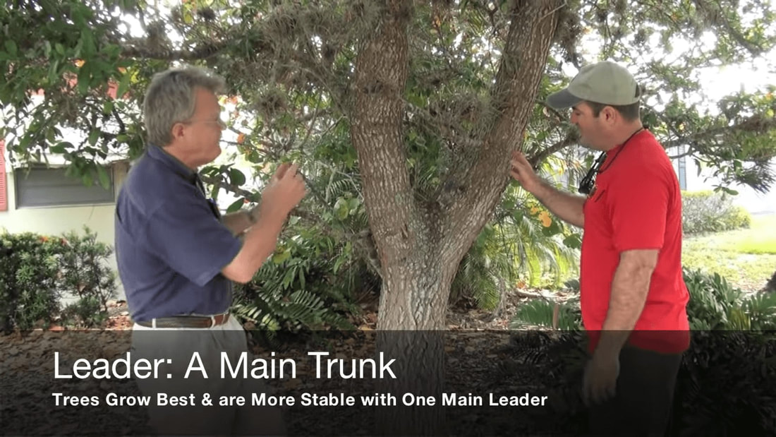 Tree service man showing tree with co-dominant leaders or two main tree trunks