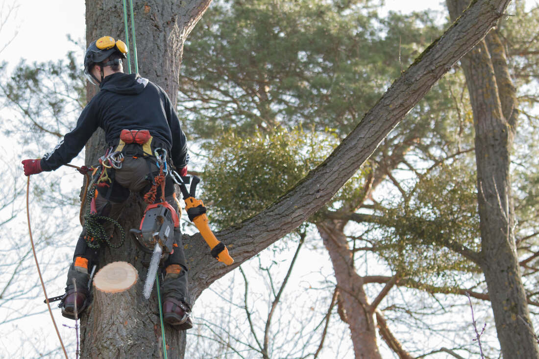 Tree service man high in tree with chainsaw