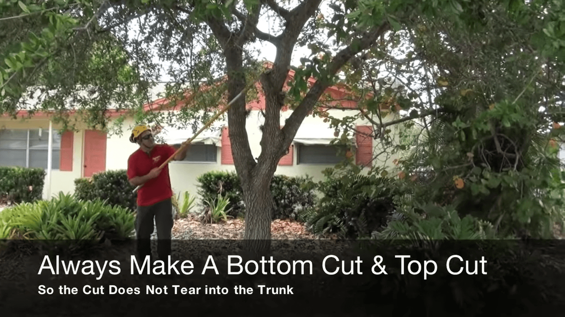 Tree service man showing how to prune live oak tree using a bottom and top cut to avoid wounding the tree