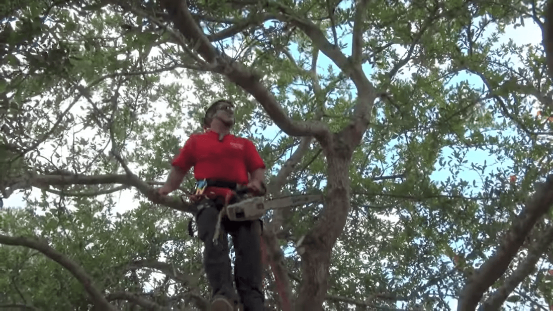 Tree service man in tree with chainsaw pruning branches
