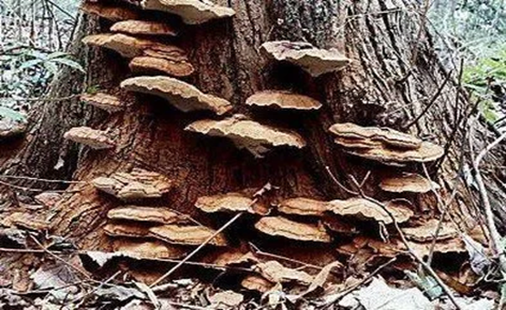 Image of Conks and mushrooms indicating tree disease