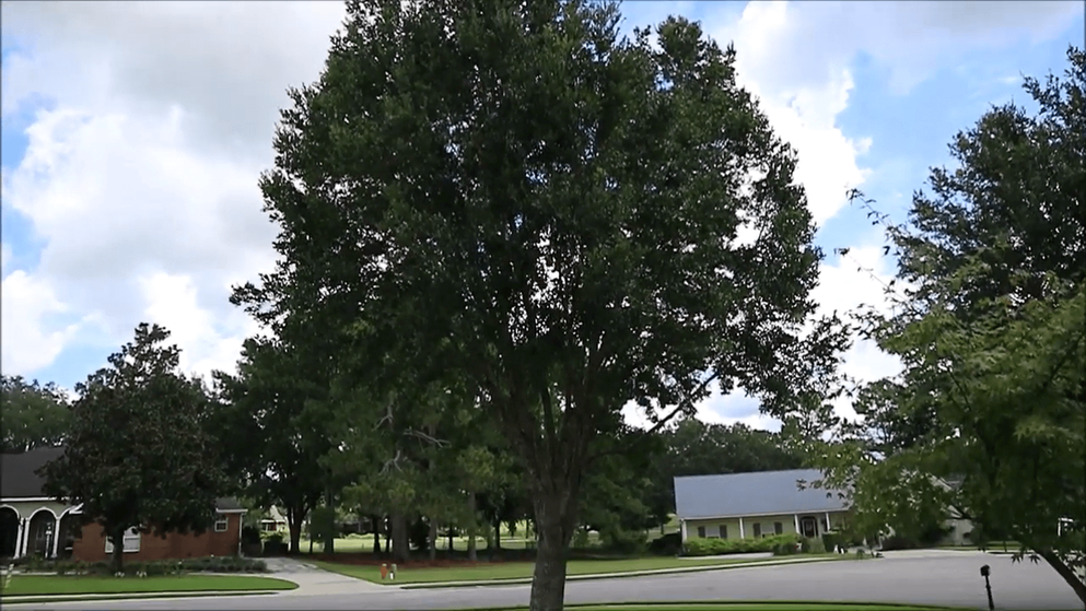 Live oak tree in front yard of house