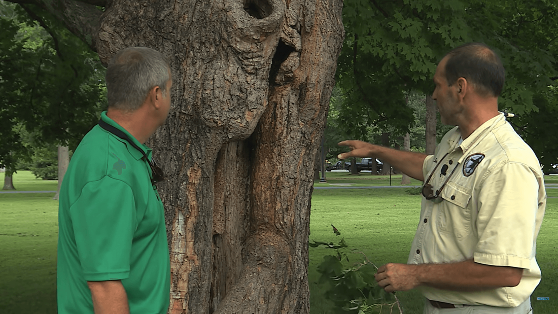 Tree service man explaining how to seal a tree wound