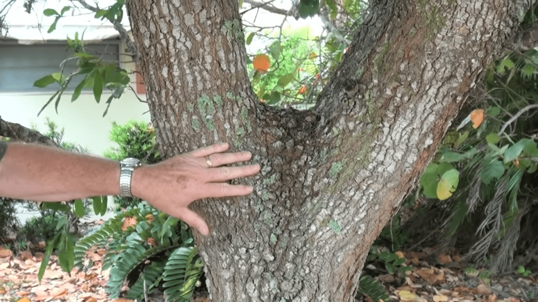 Live Oak tree with U-shaped codominant leaders.  U-shape is stronger than a narrow V-shape
